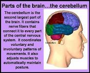 Anatmy and Physiology - Nervous System PowerPoint Presentation