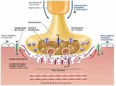 Neuromuscular junction physiology and blocking agents