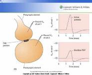 Synaptic Transmission PowerPoint Presentation