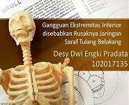 Medulla Spinalis PowerPoint Presentation