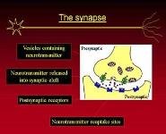 Structure and function of neurones PowerPoint Presentation