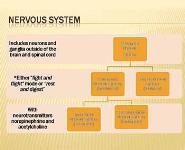 Adrenergic and anti-adrenergic drugs PowerPoint Presentation