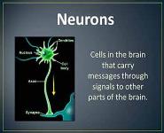 How do cells in the brain communicate PowerPoint Presentation Notes
