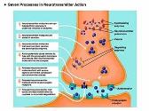 Neurotransmitters
