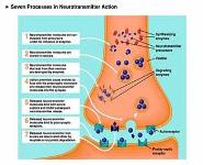Neurotransmitters PowerPoint Presentation