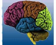 TO DEVELOP SPOKEN LANGUAGE IN INFANTS - BEGIN WITH THE BRAIN PowerPoint Presentation