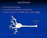 Neurophysiology-Neurons PowerPoint Presentation