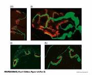 Synaptic transmission-communication between neurons PowerPoint Presentation