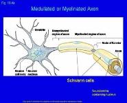 The Nervous System Basic Structure and Function PowerPoint Presentation