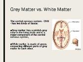 Grey matter in the brain