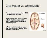 Grey matter in the brain PowerPoint Presentation