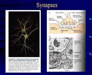 Biochemistry of Neurotransmission-A Type of Cell-Cell Signaling PowerPoint Presentation