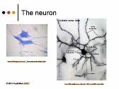 THE NERVE IMPULSE