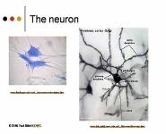 THE NERVE IMPULSE PowerPoint Presentation