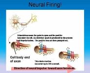 Biological Psychology PowerPoint Presentation