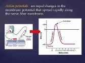 Membrane Potentials and Action Potentials