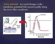 Membrane Potentials and Action Potentials PowerPoint Presentation
