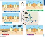 How A Neuron Works PowerPoint Presentation