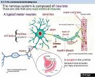 Neurons and synapses PowerPoint Presentation