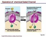 Fundamentals of the Nervous System and Nervous Tissue PowerPoint Presentation