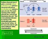 Resting Membrane Potential PowerPoint Presentation