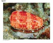 Neurons Synapses and Signaling PowerPoint Presentation