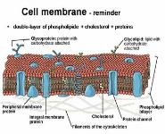 BIOPHYSICS OF ACTION POTENTIAL and SYNAPSE PowerPoint Presentation