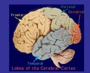 Neural Communication-Basics PowerPoint Presentation