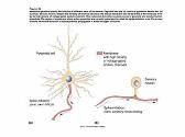 Propagation of the Action Potential