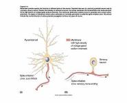 Propagation of the Action Potential PowerPoint Presentation