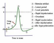 Action potential PowerPoint Presentation