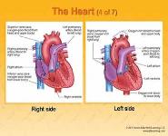 The Human Body PowerPoint Presentation Notes