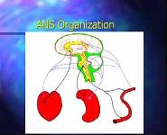 The Autonomic Nervous System PowerPoint Presentation