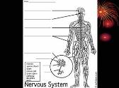 The Nervous System
