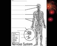 The Nervous System PowerPoint Presentation