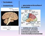 Nervous System Notes PowerPoint Presentation