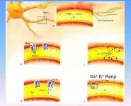 Nervous System Notes PowerPoint Presentation