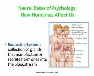 Neural Bases of Psychology PowerPoint Presentation