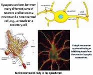 Histology of the Peripheral Nervous System PowerPoint Presentation