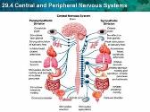 Central and Peripheral Nervous System