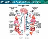 Central and Peripheral Nervous System PowerPoint Presentation