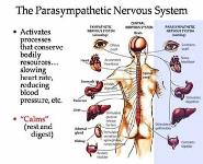 Nervous System PowerPoint Presentation