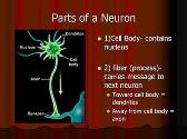 Introduction to Nervous System