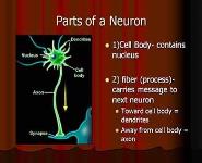Introduction to Nervous System PowerPoint Presentation Notes