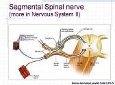 NERVOUS SYSTEM I