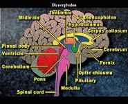 The Nervous System PowerPoint Presentation