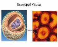 Introduction to Structural and Molecular Virology PowerPoint Presentation