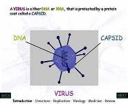 VIRUSES PowerPoint Presentation