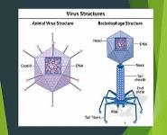 Viruses PowerPoint Presentation