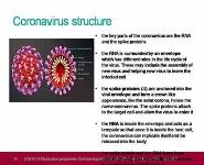 COVID-19 Vaccination programme PowerPoint Presentation
